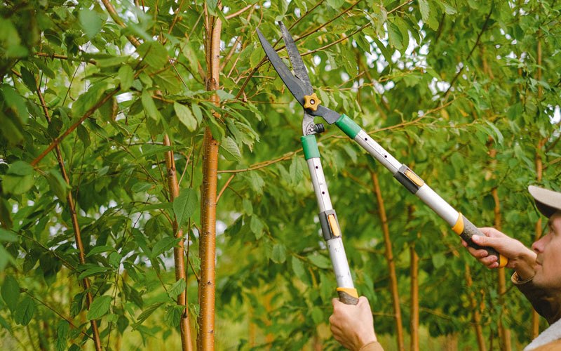 Tree trimming in Morse Bluff, NE